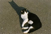 Cool Cat