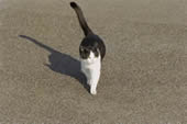 Cat Walk