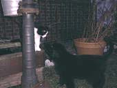 Mein kleiner Freund John