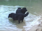 Sich im Wasser tummeln